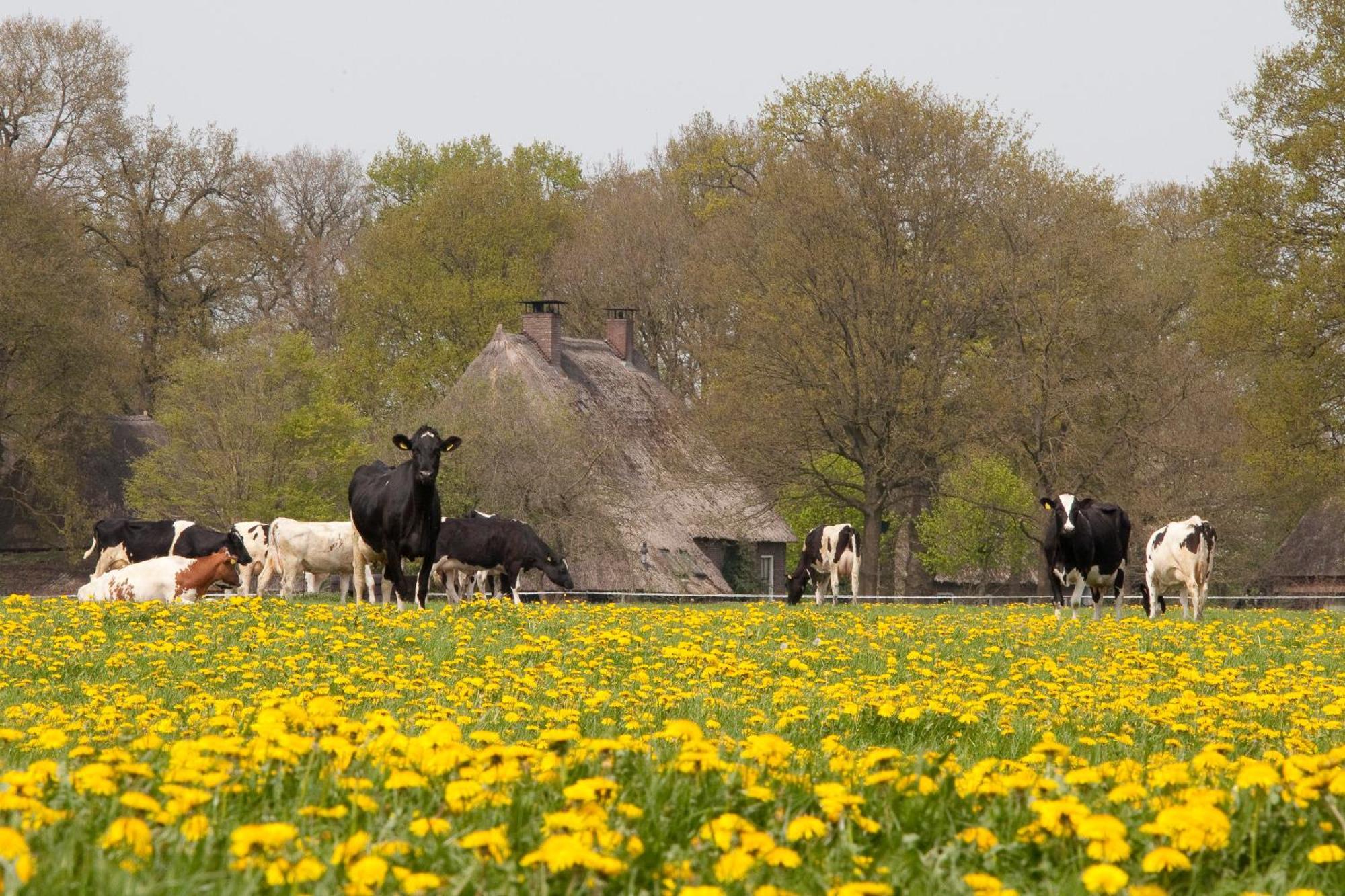 Camping De Bosrand Spier Exteriér fotografie